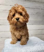 Hersh, a male Cavapoo for sale in Emlenton, PA – 4 of 7