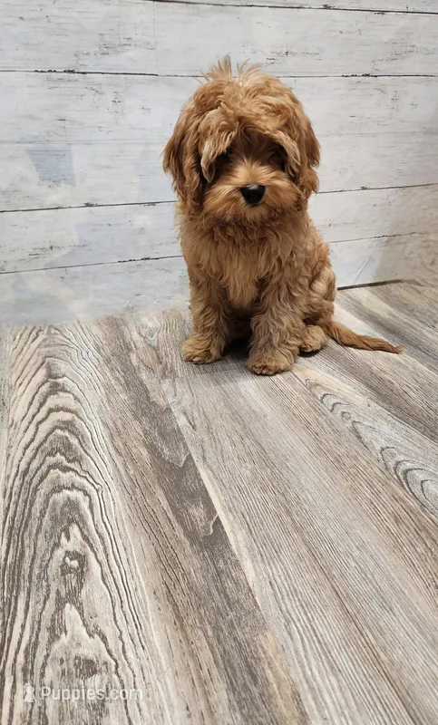 Hershey – Cavapoo puppy for sale in Emlenton, PA