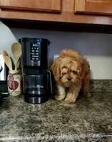 Hershey, a male Cavapoo for sale in Emlenton, PA – Photo 2 of 7