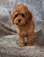 Hershey, a male Cavapoo for sale in Emlenton, PA – Photo 6 of 7