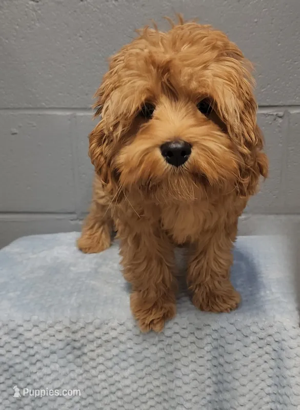 Hershey – Cavapoo puppy for sale in Emlenton, PA