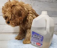 Hersh, a male Cavapoo for sale in Emlenton, PA – 3 of 7