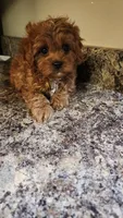 Snuggy, a male Cavapoo for sale in Emlenton, PA – 2 of 3