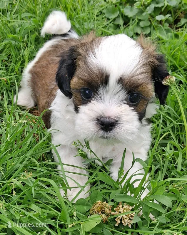 Barlie – Shih Tzu puppy for sale in Emlenton, PA