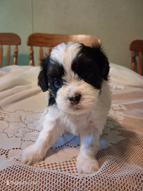 Charlie – Cavapoo puppy for sale in Emlenton, PA