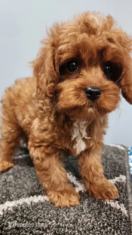 Snuggy – Cavapoo puppy for sale in Emlenton, PA