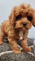 Snuggy, a male Cavapoo for sale in Emlenton, PA – 1 of 10