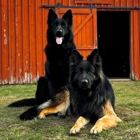 Miss Pink, a female German Shepherd Dog for sale in Gadsden, AL – 10 of 10