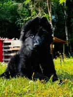 Miss Purple , a female German Shepherd Dog for sale in Gadsden, AL – 3 of 8