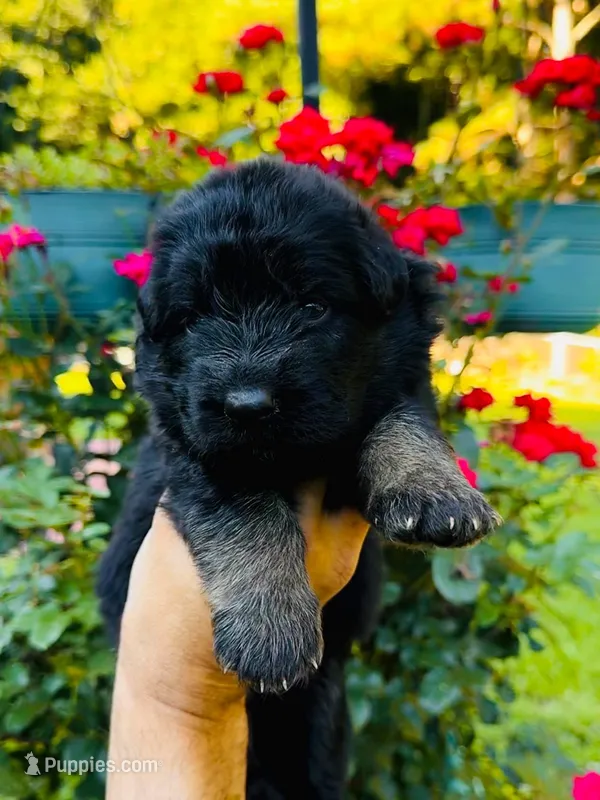 AK Girl 1 – German Shepherd Dog puppy for sale in Gadsden, AL