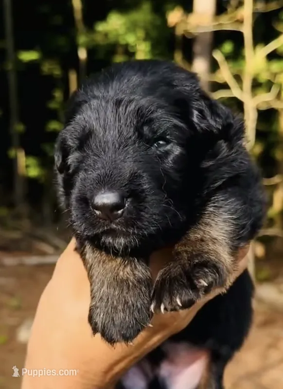 AK Boy 1 – German Shepherd Dog puppy for sale in Gadsden, AL