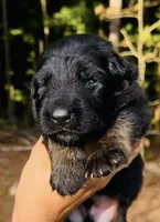 AK Boy 1, a male German Shepherd Dog for sale in Gadsden, AL – 1 of 5