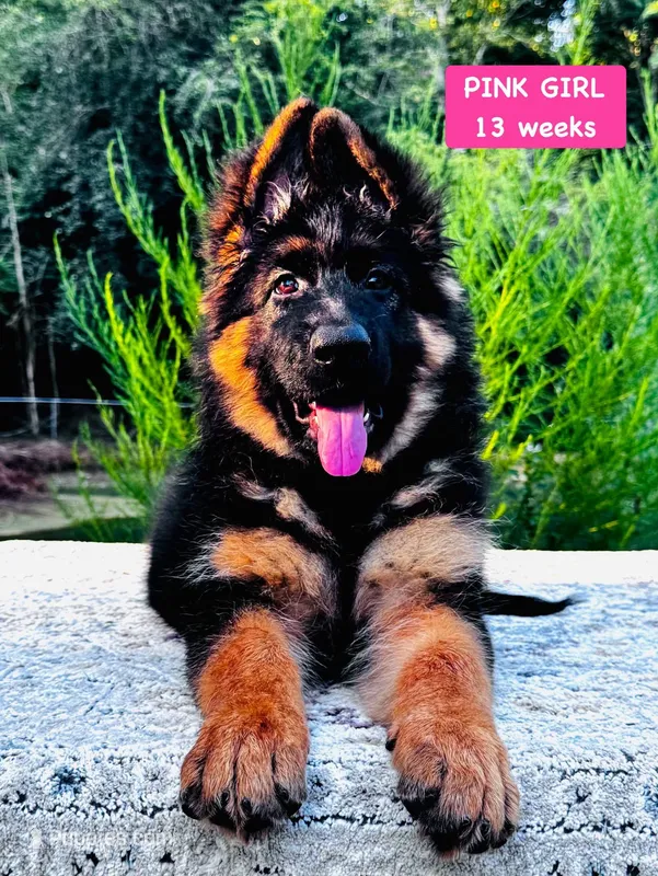 Miss Pink – German Shepherd Dog puppy for sale in Gadsden, AL