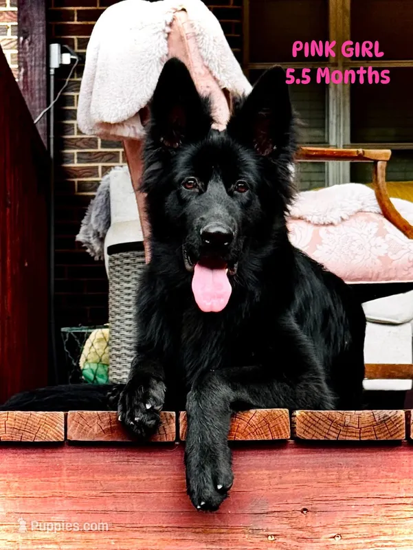 Josie – German Shepherd Dog puppy for sale in Gadsden, AL