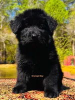 Mr Orange, a  German Shepherd Dog for sale in Gadsden, AL – Photo 1 of 3