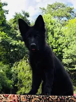 Mr. Black, a male German Shepherd Dog for sale in Gadsden, AL – 3 of 7
