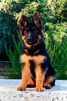 Miss Orange, a female German Shepherd Dog for sale in Gadsden, AL – 2 of 6