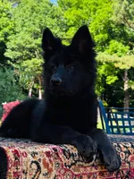 Miss Pink, a female German Shepherd Dog for sale in Gadsden, AL – 4 of 10