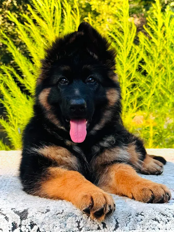 Miss Pink – German Shepherd Dog puppy for sale in Gadsden, AL