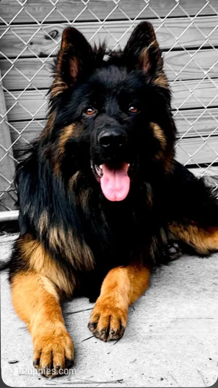 AK Boy 1 – German Shepherd Dog puppy for sale in Gadsden, AL