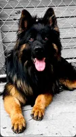 AK Boy 1, a male German Shepherd Dog for sale in Gadsden, AL – 1 of 5