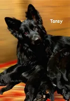 Mr. Green, a male German Shepherd Dog for sale in Gadsden, AL – 4 of 7