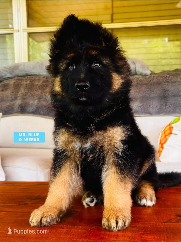 Mr. Blue – German Shepherd Dog puppy for sale in Gadsden, AL