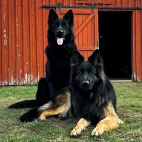 Mr. Blue, a male German Shepherd Dog for sale in Gadsden, AL – Photo 5 of 5