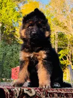 Mr. Blue, a male German Shepherd Dog for sale in Gadsden, AL – Photo 2 of 5