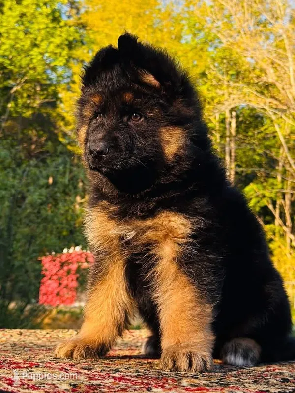Mr. Blue – German Shepherd Dog puppy for sale in Gadsden, AL