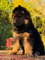 Mr. Blue, a male German Shepherd Dog for sale in Gadsden, AL – Photo 1 of 5
