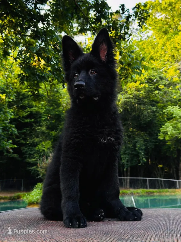 Mr. Green – German Shepherd Dog puppy for sale in Gadsden, AL