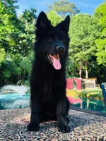 Miss Pink, a female German Shepherd Dog for sale in Gadsden, AL – 5 of 10
