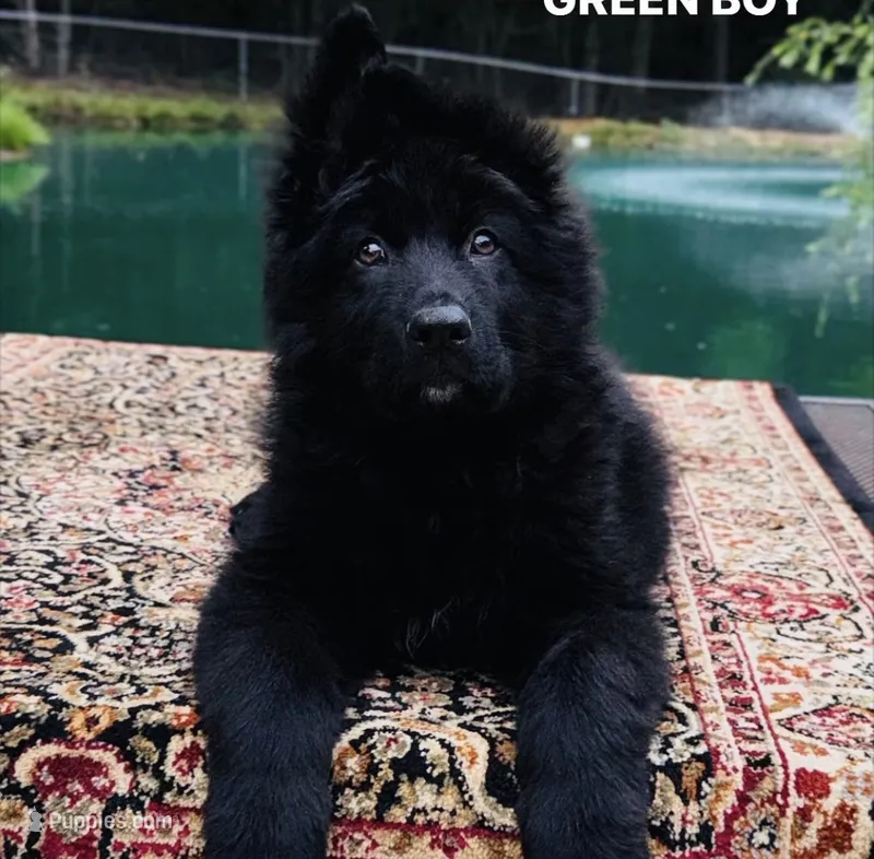 Mr. Green, a male German Shepherd Dog for sale in Gadsden, AL – 1 of 8