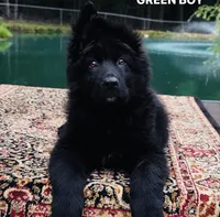 Mr. Green, a male German Shepherd Dog for sale in Gadsden, AL – 1 of 8