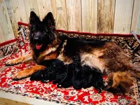 AK Boy 1, a male German Shepherd Dog for sale in Gadsden, AL – 5 of 5