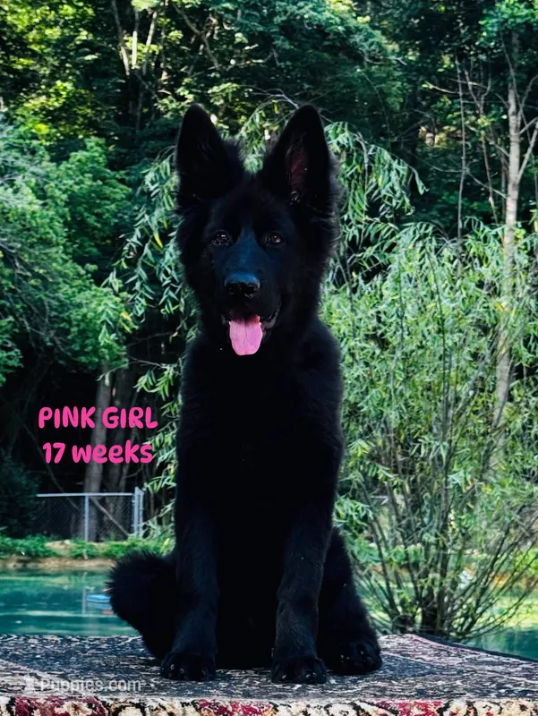 Miss Pink – German Shepherd Dog puppy for sale in Gadsden, AL