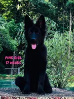 Josie (Miss Pink), a female German Shepherd Dog for sale in Gadsden, AL – 2 of 10