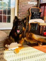 Mr. Green, a male German Shepherd Dog for sale in Gadsden, AL – 3 of 7