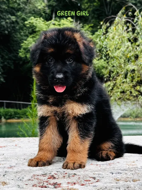 Miss Green – German Shepherd Dog puppy for sale in Gadsden, AL
