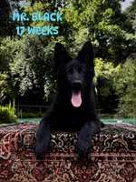 Mr. Black, a male German Shepherd Dog for sale in Gadsden, AL – 2 of 7