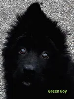 Mr. Green, a male German Shepherd Dog for sale in Gadsden, AL – 2 of 8