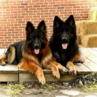 AK Girl 1, a female German Shepherd Dog for sale in Gadsden, AL – 3 of 4