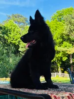 Miss Pink, a female German Shepherd Dog for sale in Gadsden, AL – 7 of 10