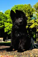 Miss Purple , a female German Shepherd Dog for sale in Gadsden, AL – 1 of 8