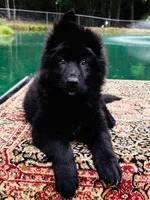 Mr. Green, a male German Shepherd Dog for sale in Gadsden, AL – 4 of 8