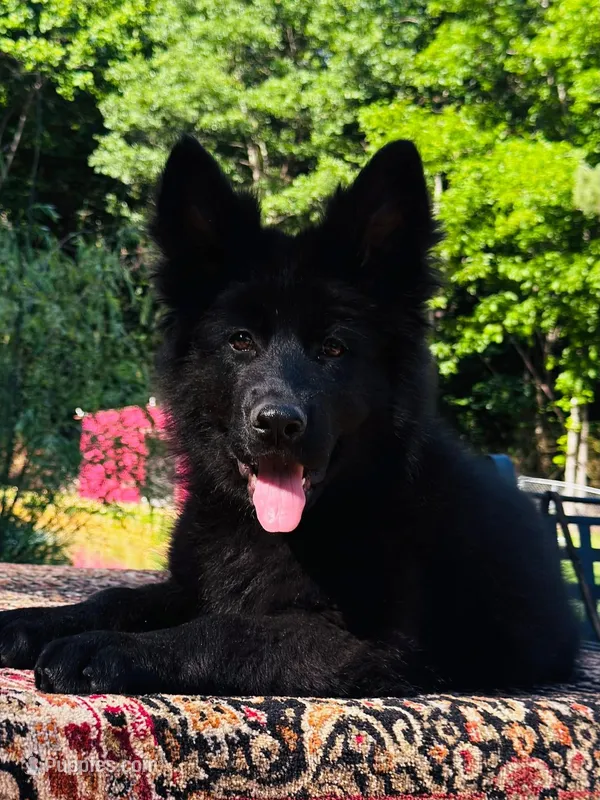Miss Pink – German Shepherd Dog puppy for sale in Gadsden, AL