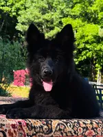 Miss Pink, a female German Shepherd Dog for sale in Gadsden, AL – 1 of 10