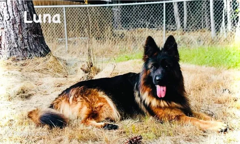 AK Girl 1 – German Shepherd Dog puppy for sale in Gadsden, AL