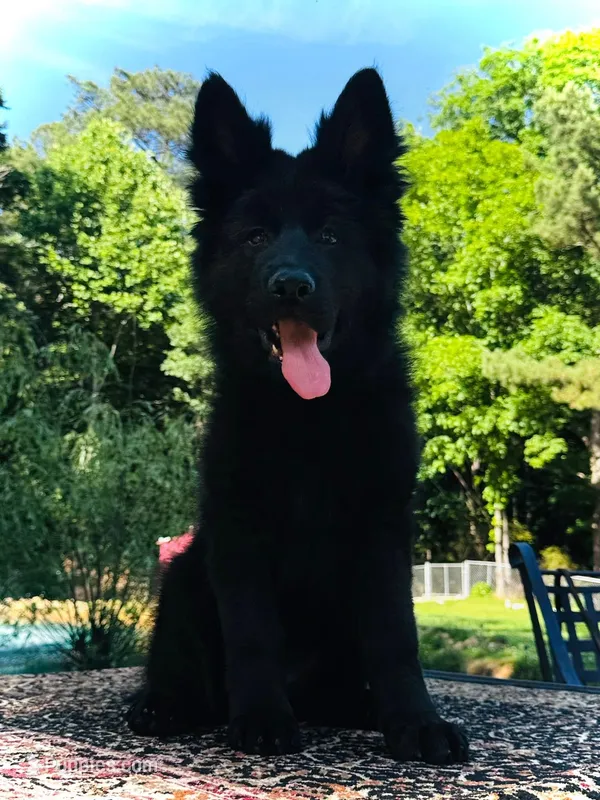 Miss Pink – German Shepherd Dog puppy for sale in Gadsden, AL
